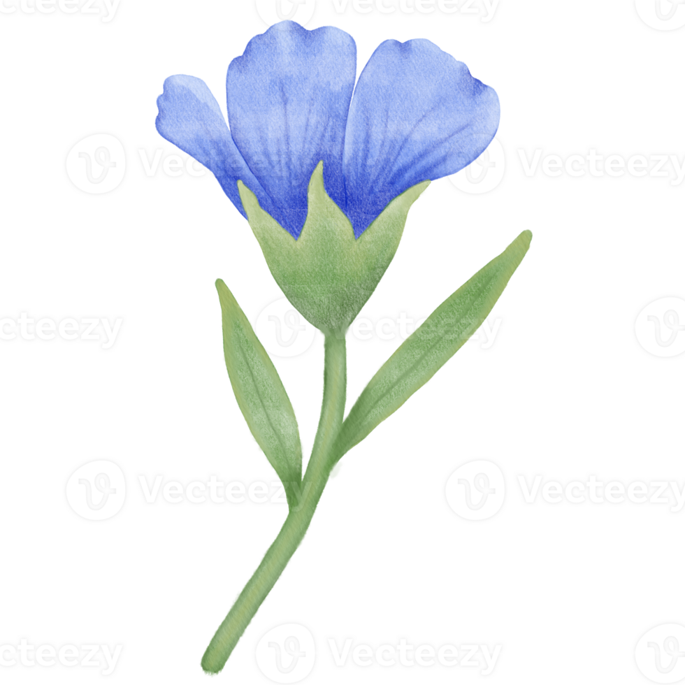 Beautiful Watercolor Flax Flowers - Spring Botanical Design png