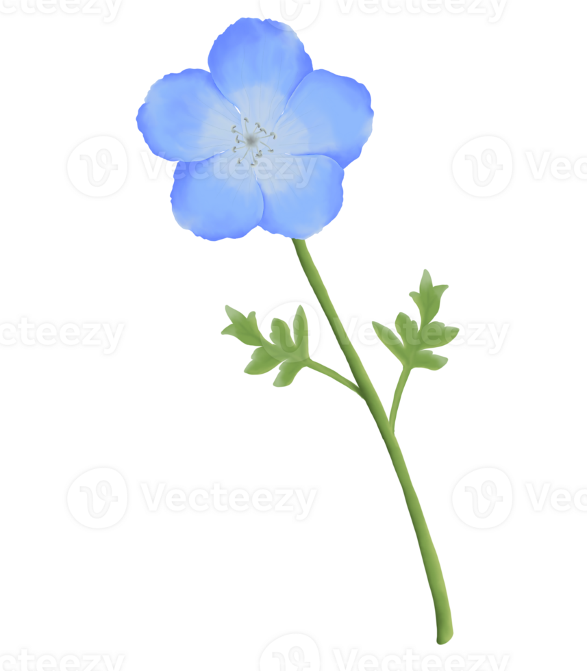 schattig waterverf nemophila bloemen - baby blauw ogen - downloaden bloemen png