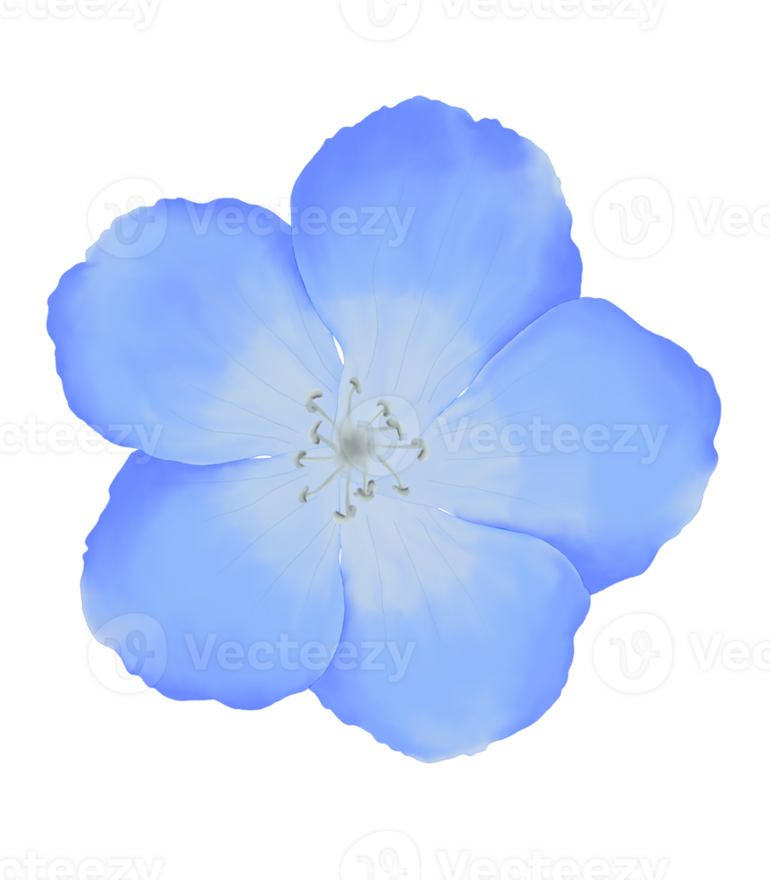 söt vattenfärg nemophila blommor - bebis blå ögon - ladda ner blom png
