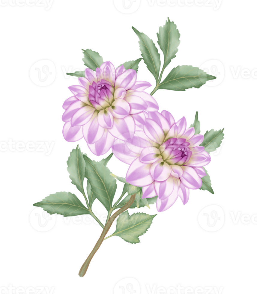 Hand-Drawn Pink Dahlia Blooms - Summer Flower Illustration png
