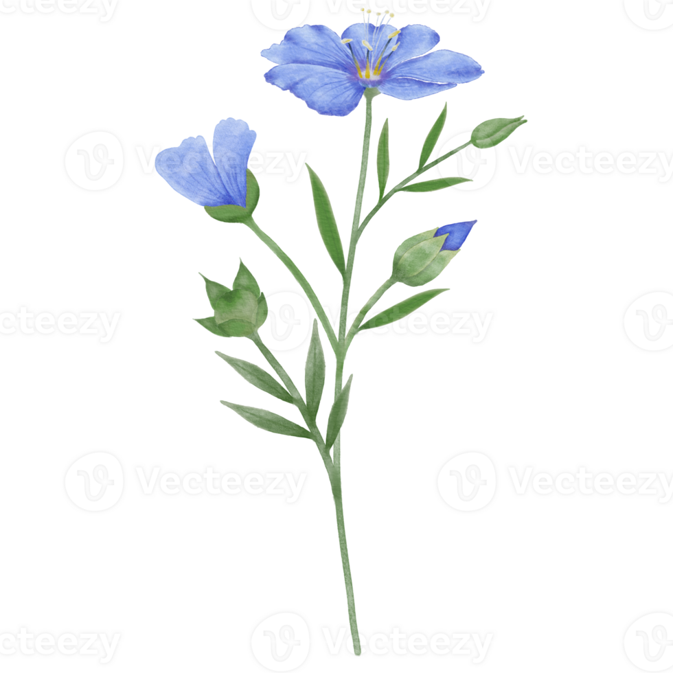 skön vattenfärg lin blommor - vår botanisk design png