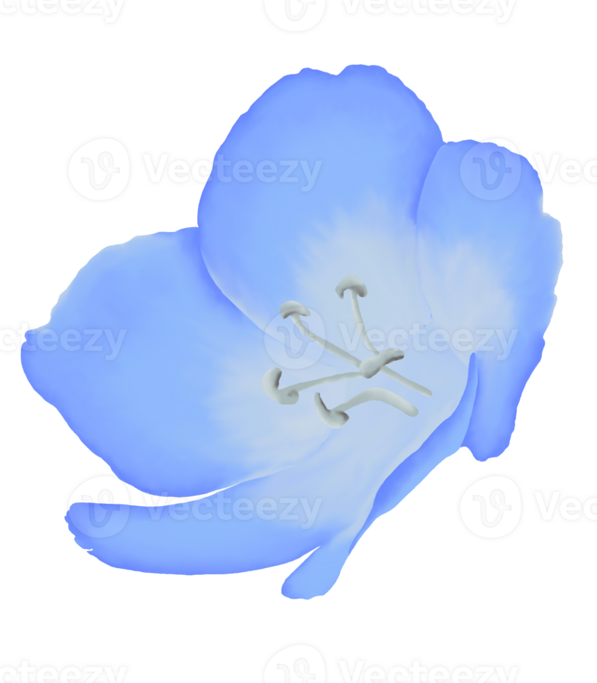 Cute Watercolor Nemophila Flowers - Baby Blue Eyes - Download Florals png