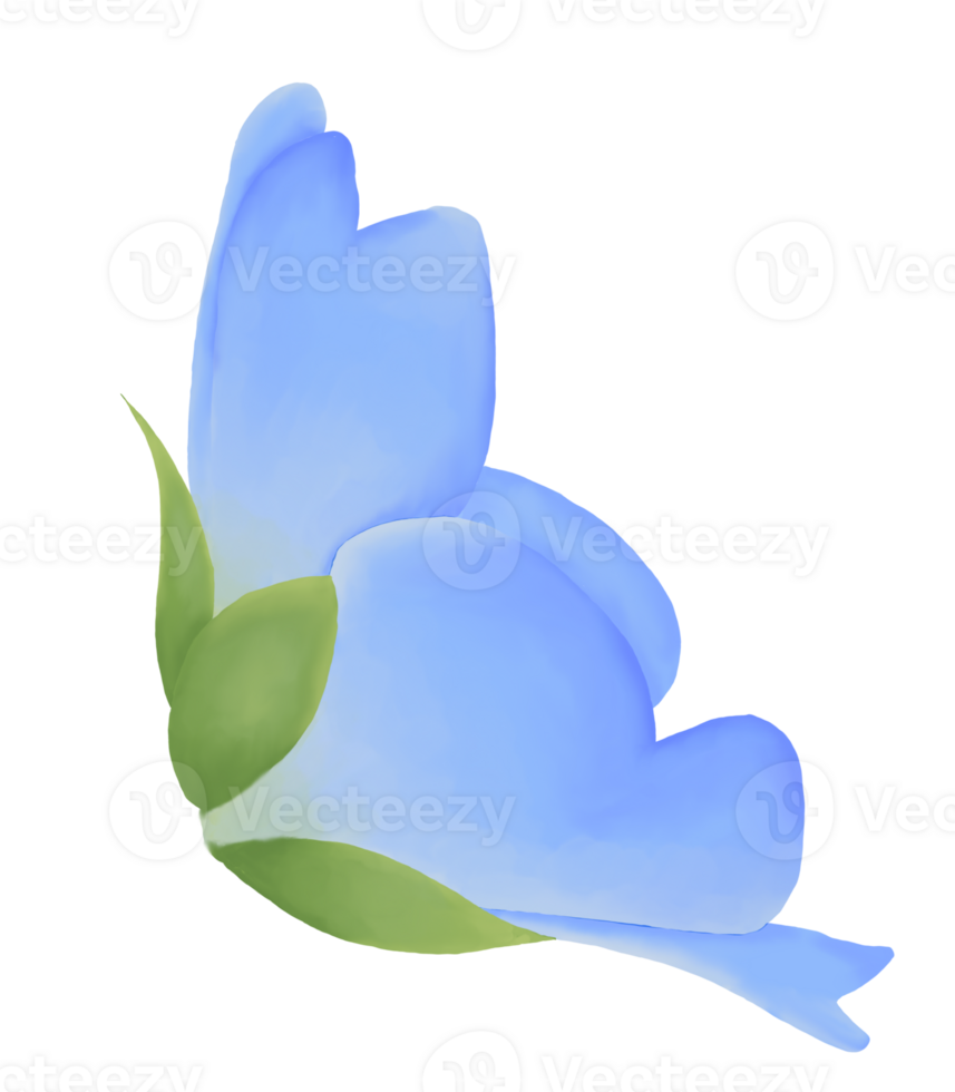 Cute Watercolor Nemophila Flowers - Baby Blue Eyes - Download Florals png