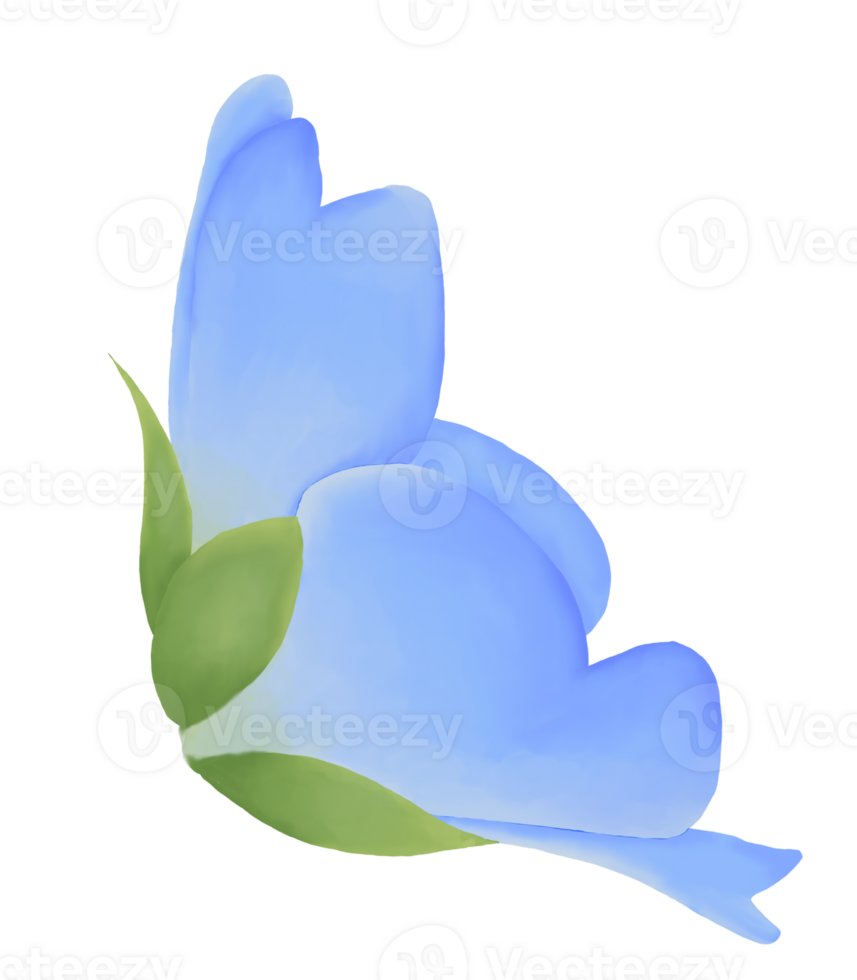 söt vattenfärg nemophila blommor - bebis blå ögon - ladda ner blom png