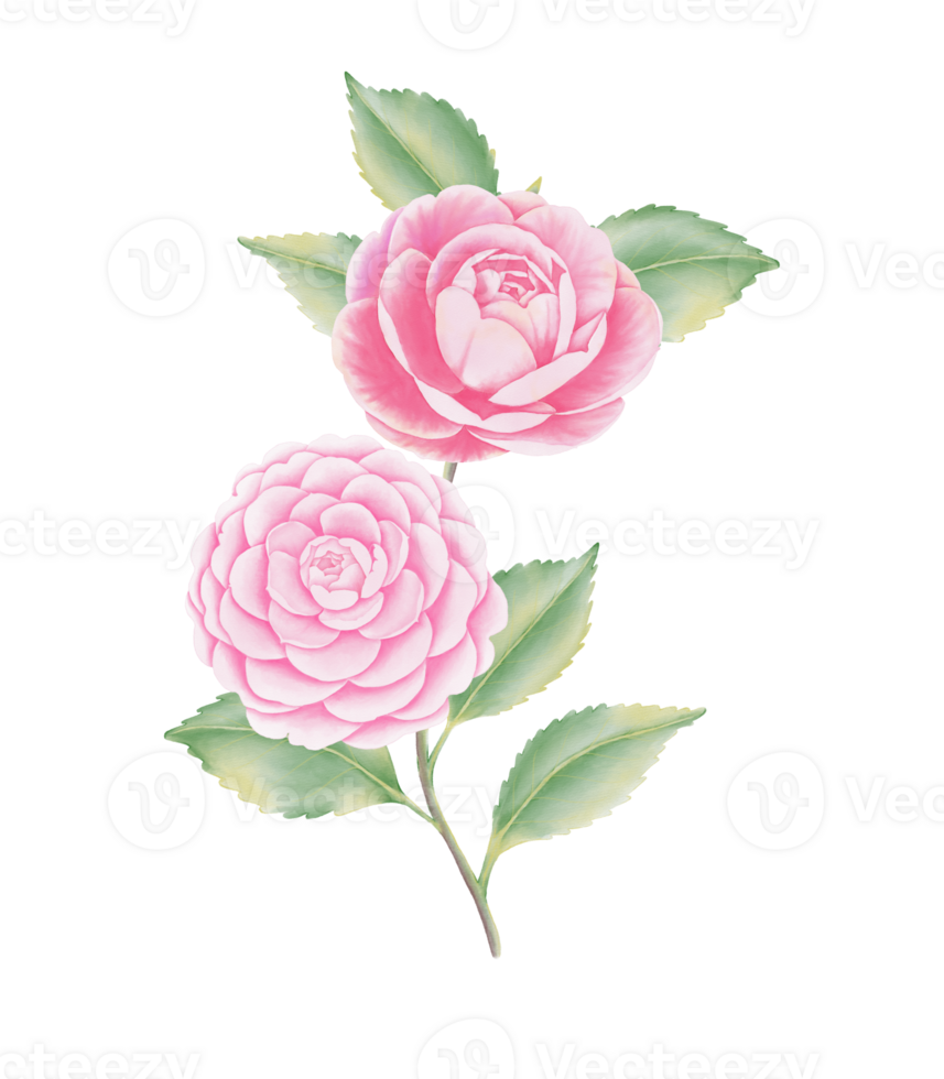 Watercolor camellia flowers and buds png