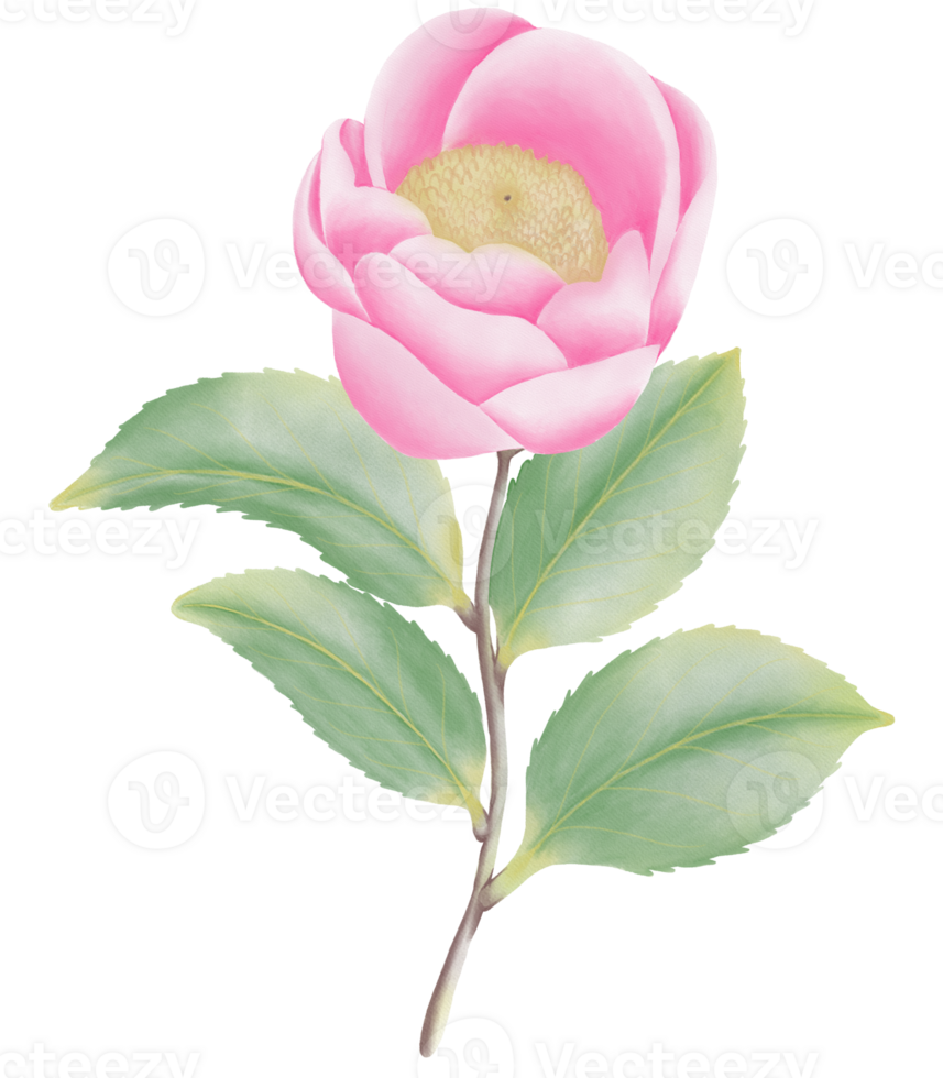 Watercolor camellia flowers and buds png