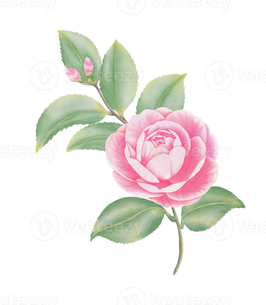 Watercolor camellia flowers and buds png