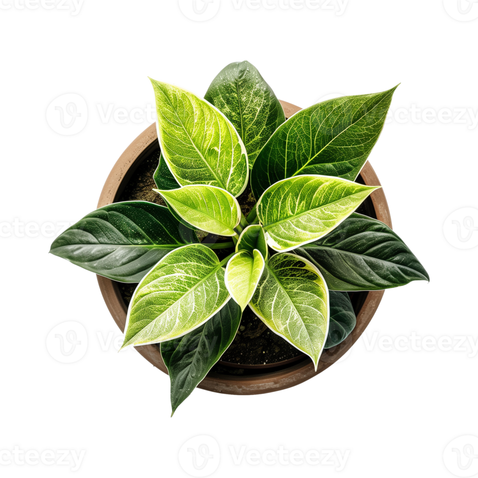 a houseplant isolated on a transparent background, top view, for design or decoration, png
