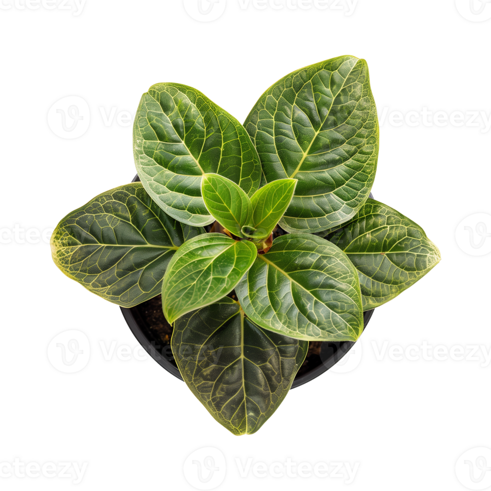 a houseplant isolated on a transparent background, top view, for design or decoration, png