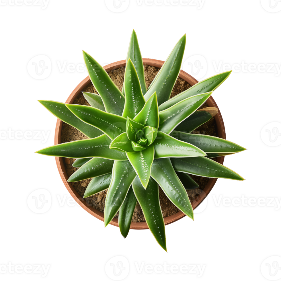 a houseplant isolated on a transparent background, top view, for design or decoration, png
