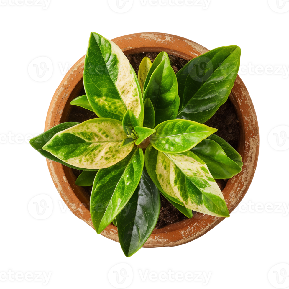 a houseplant isolated on a transparent background, top view, for design or decoration, png
