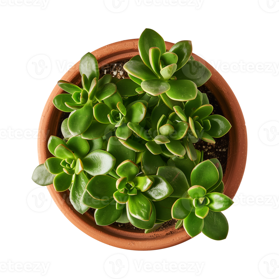 a houseplant isolated on a transparent background, top view, for design or decoration, png