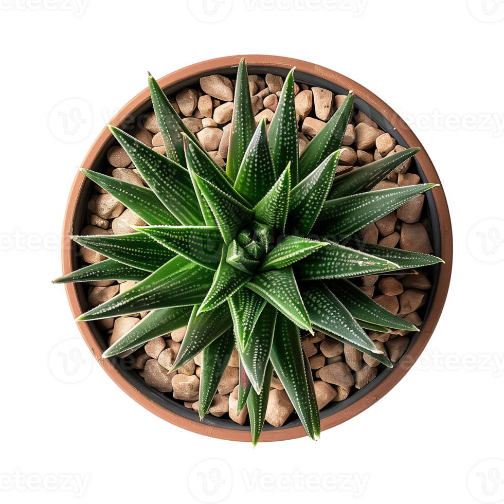 a houseplant isolated on a transparent background, top view, for design or decoration, png