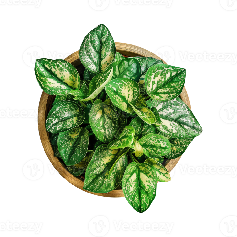 a houseplant isolated on a transparent background, top view, for design or decoration, png