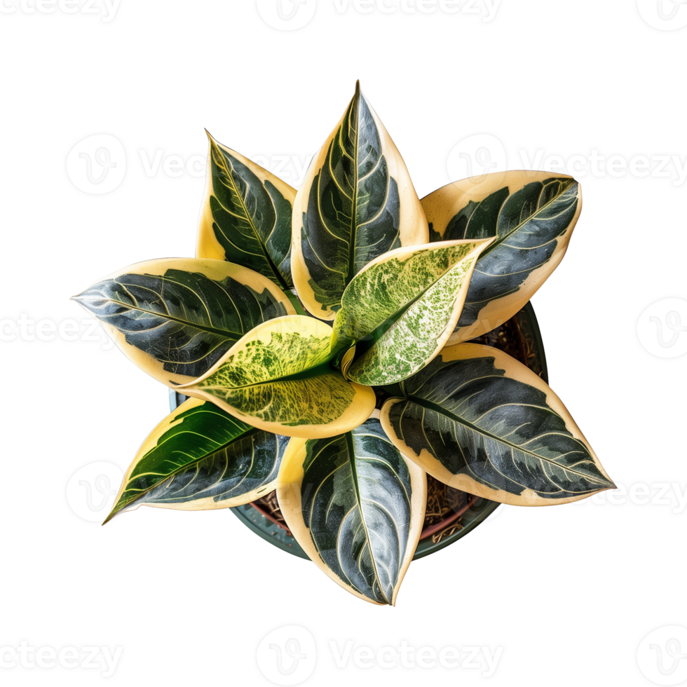 a houseplant isolated on a transparent background, top view, for design or decoration, png