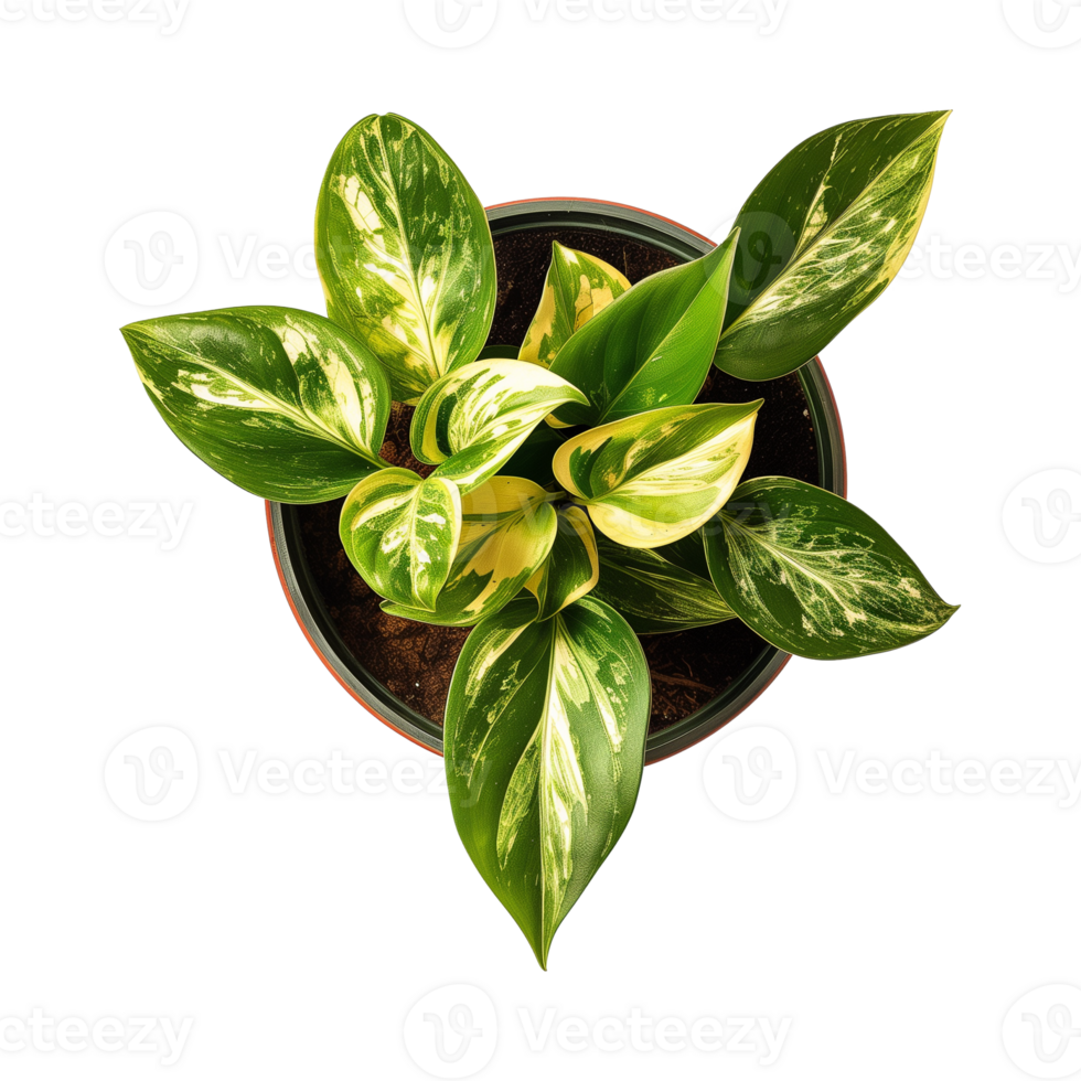 a houseplant isolated on a transparent background, top view, for design or decoration, png