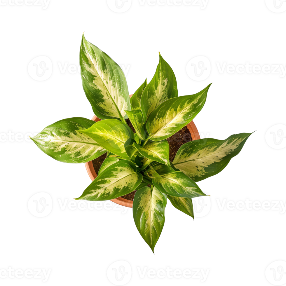 a houseplant isolated on a transparent background, top view, for design or decoration, png