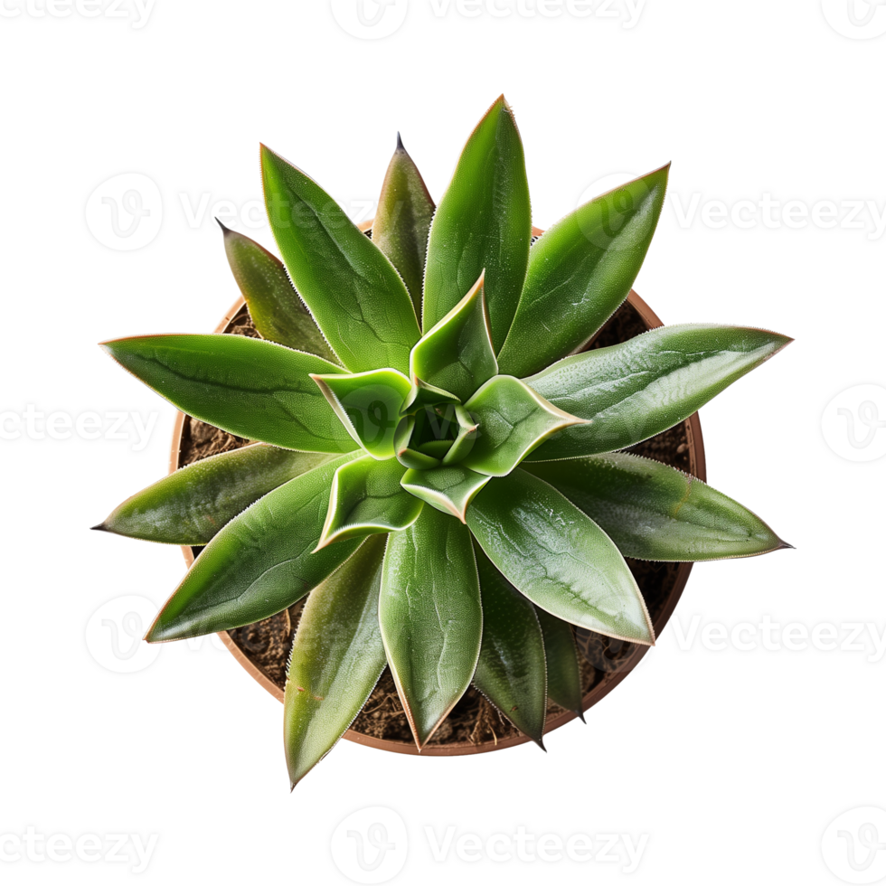 a houseplant isolated on a transparent background, top view, for design or decoration, png