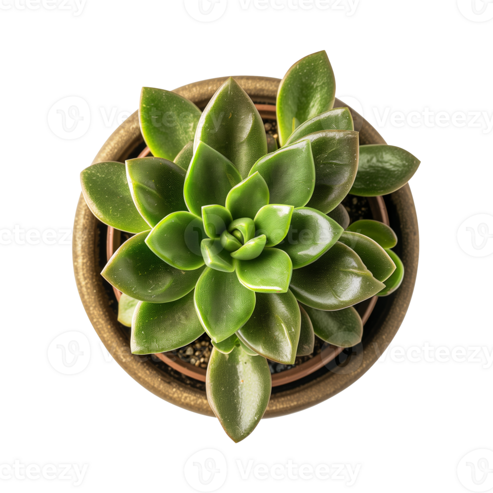 a houseplant isolated on a transparent background, top view, for design or decoration, png