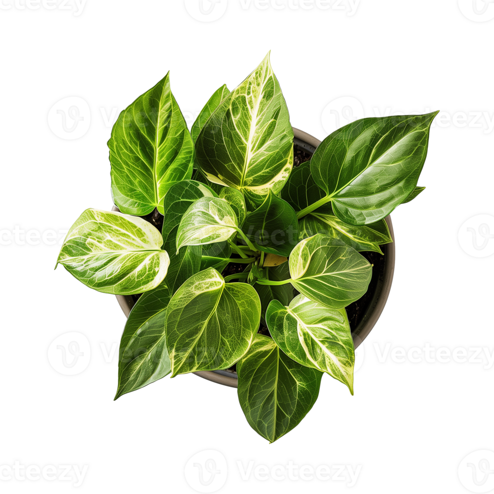 a houseplant isolated on a transparent background, top view, for design or decoration, png