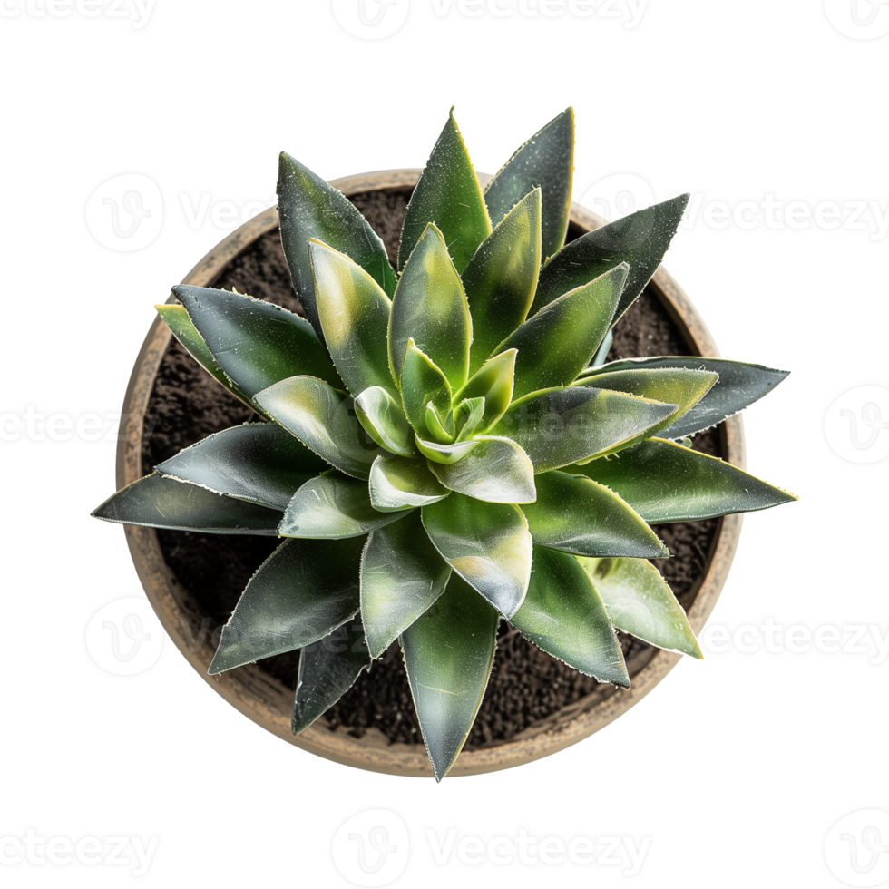 a houseplant isolated on a transparent background, top view, for design or decoration, png