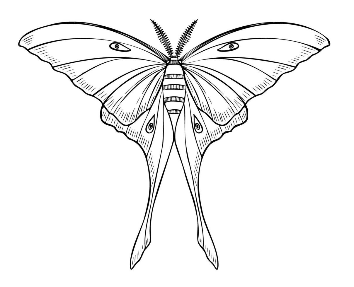 blanco luna polilla ilustración. dibujo de noche Luna mariposa pintado por negro tintas en lineal estilo. grabando de un volador insecto alas. contorno grabado de esotérico magia acuarela impresión vector