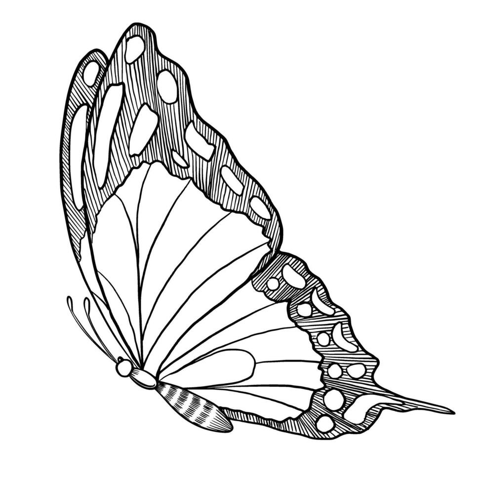 Butterfly Machaon illustration. Drawing of insect with Wings painted by black inks. Hand drawn sketch of flying moth for wedding invitations or postcards. Vintage etching for icon or logo vector
