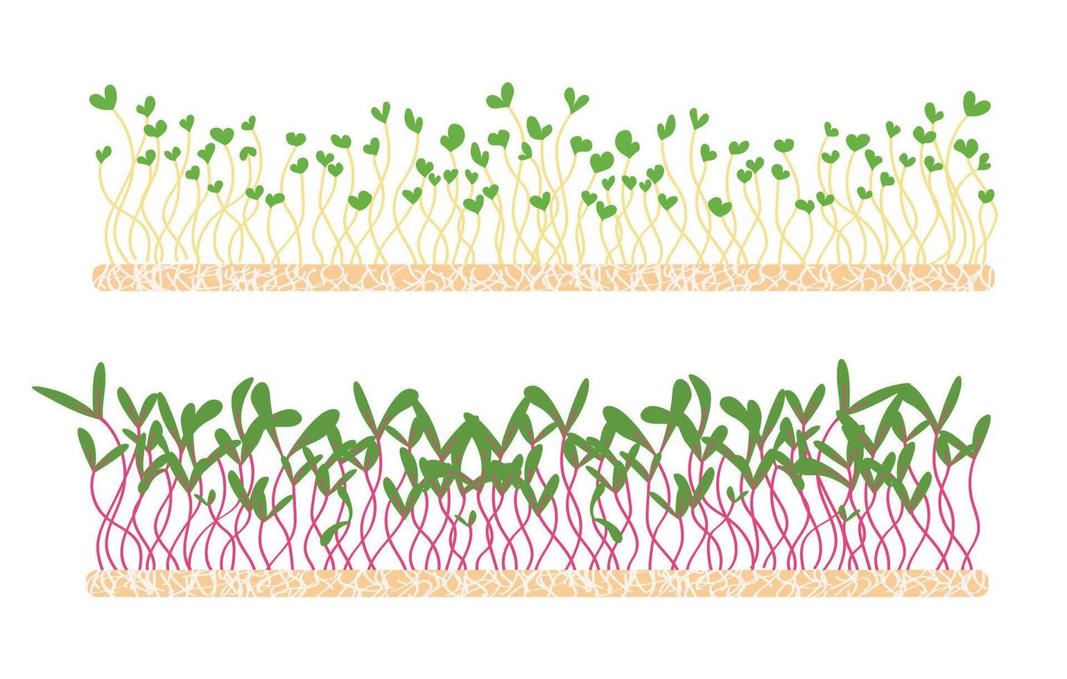 Fresh young microgreens on a linen mat. Various sprouted grains beets, radishes, broccoli, amaranth, peas, corn, alfalfa, watercress, shungiku, red cabbage and young leaves, healthy food hand drawn vector