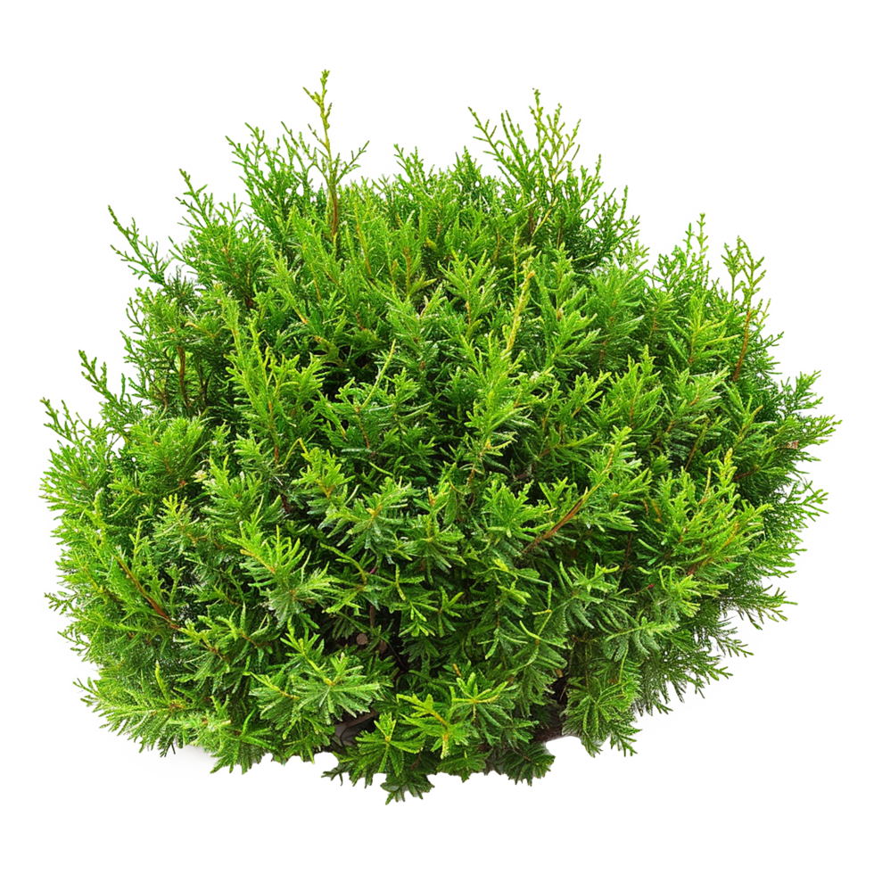 Green bush isolated on transparent background png