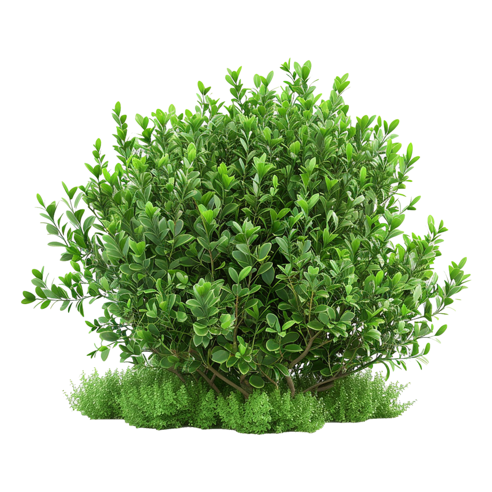 Green bush isolated on transparent background png