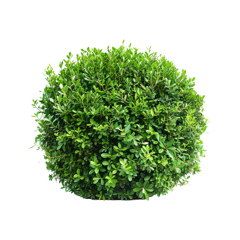Green bush isolated on transparent background png