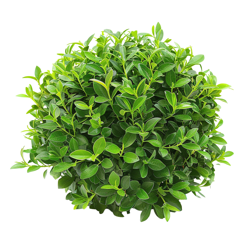 Green bush isolated on transparent background png