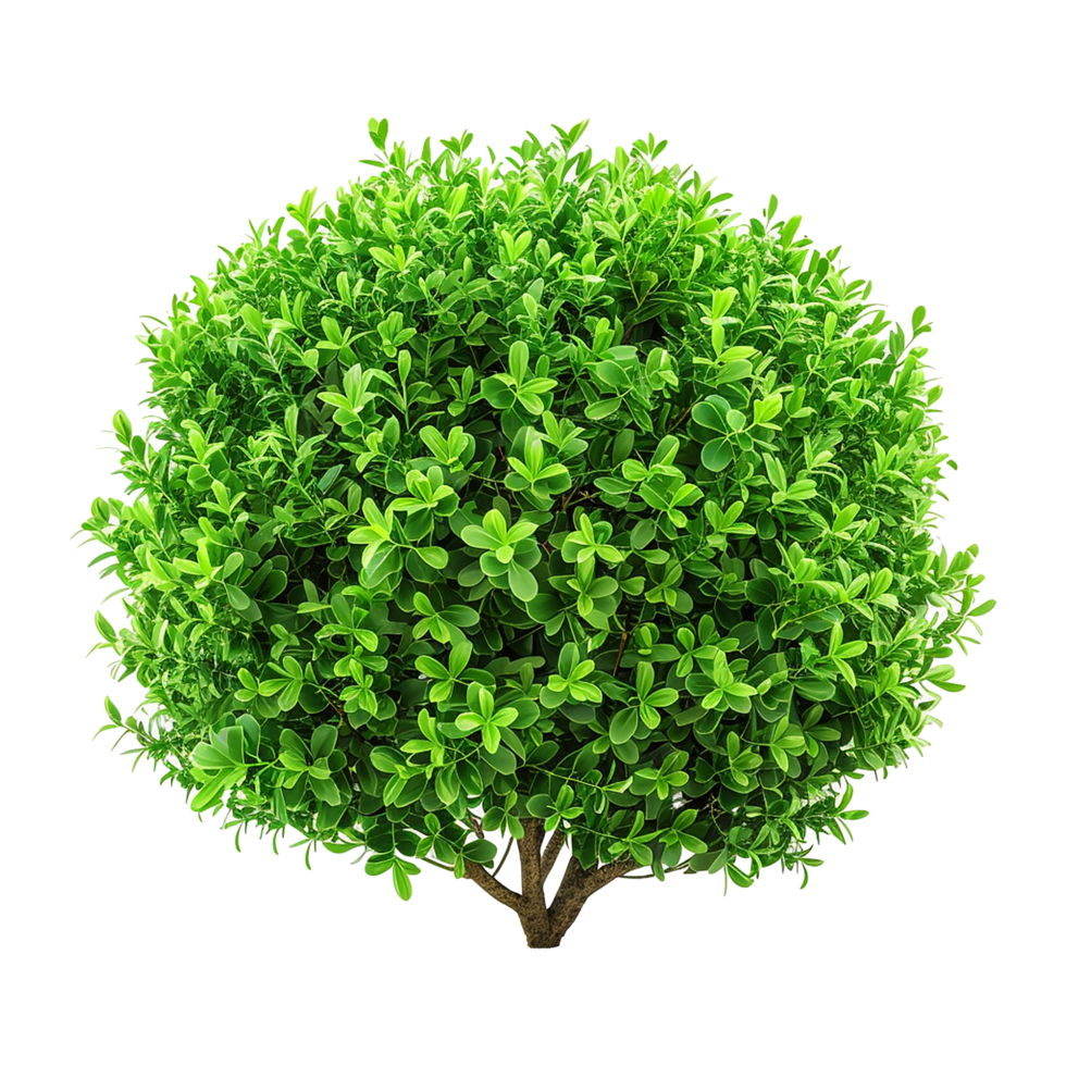 Green bush isolated on transparent background png