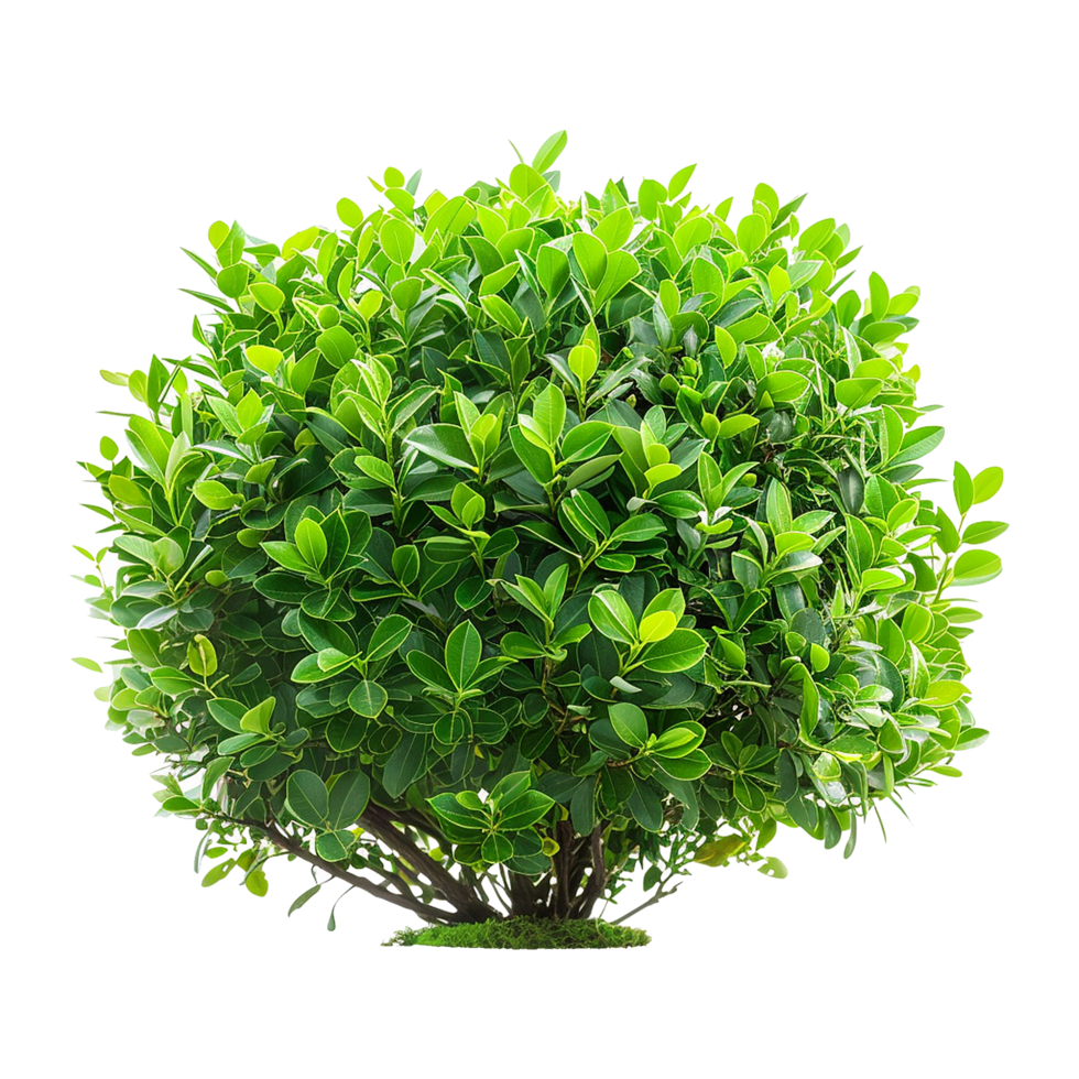Green bush isolated on transparent background png