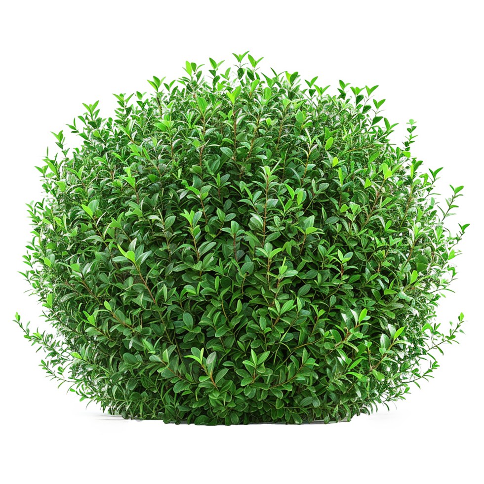 Green bush isolated on transparent background png