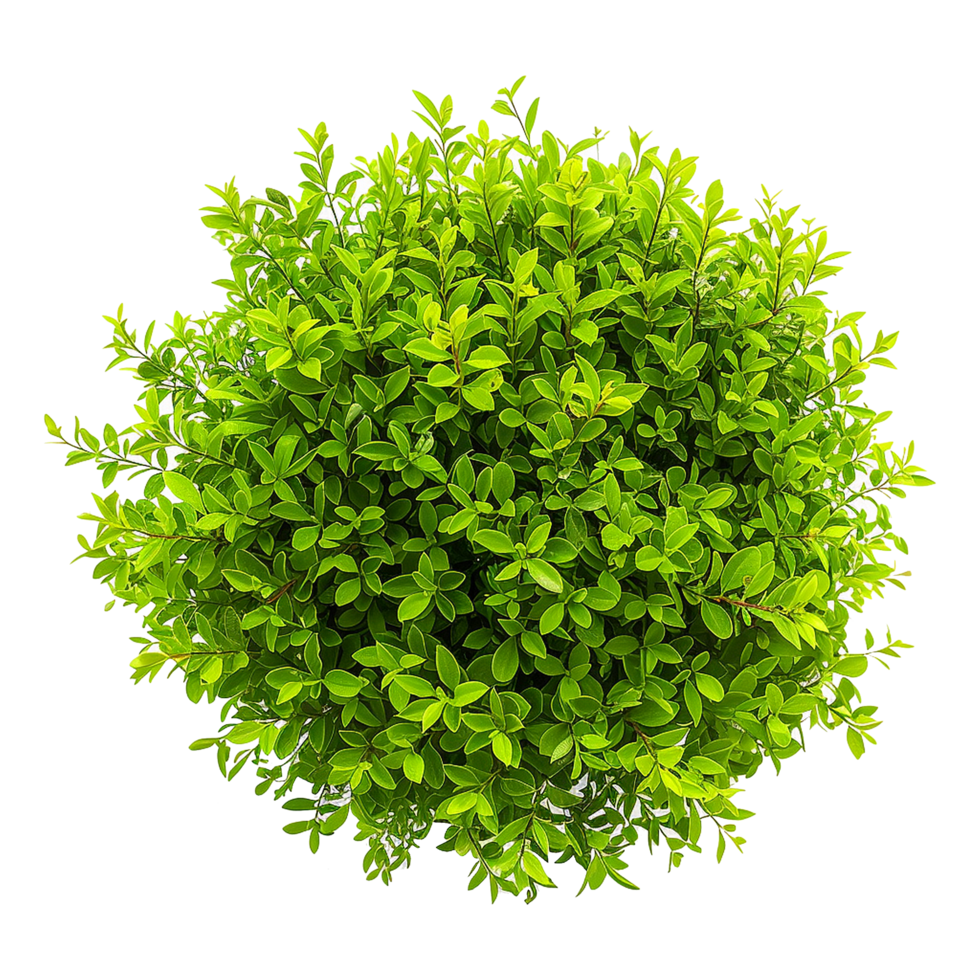 Green bush isolated on transparent background png