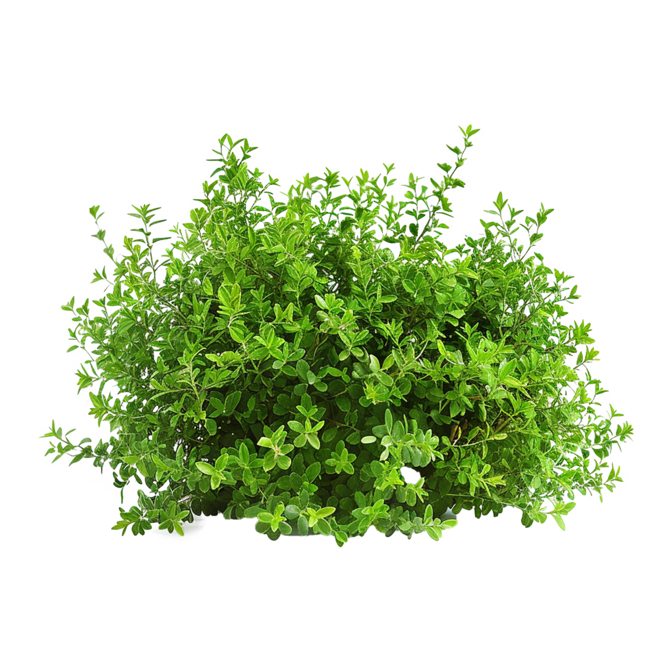 Green bush isolated on transparent background png