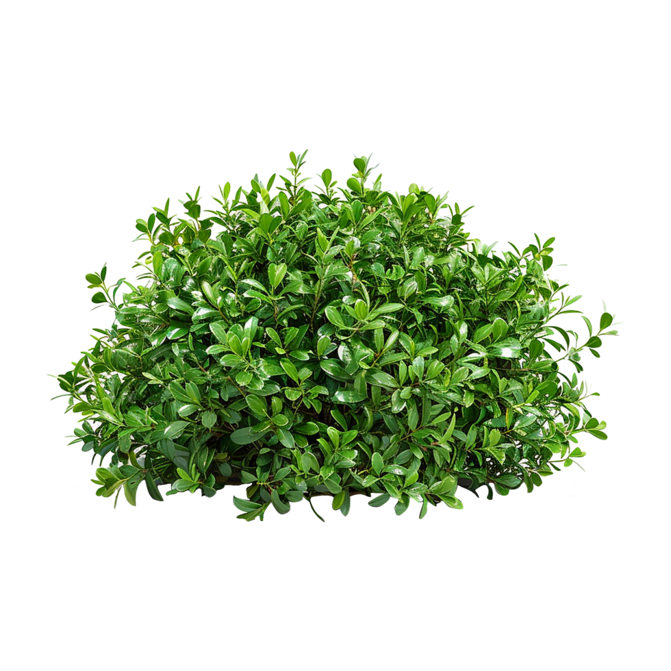 Green bush isolated on transparent background png