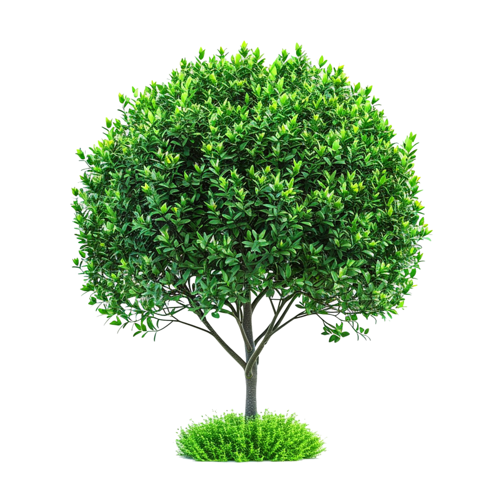 Green bush isolated on transparent background png