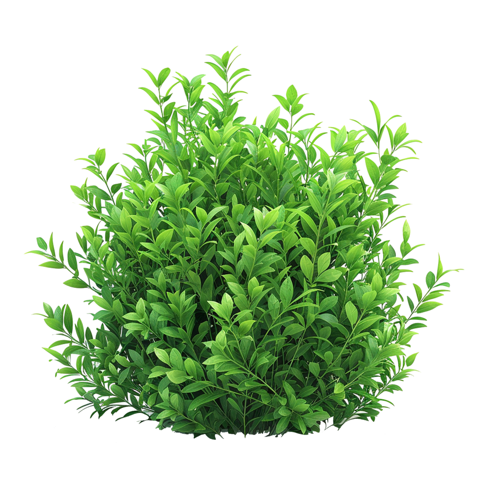 Green bush isolated on transparent background png