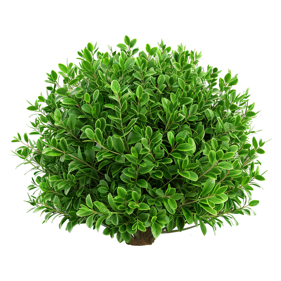 Green bush isolated on transparent background png