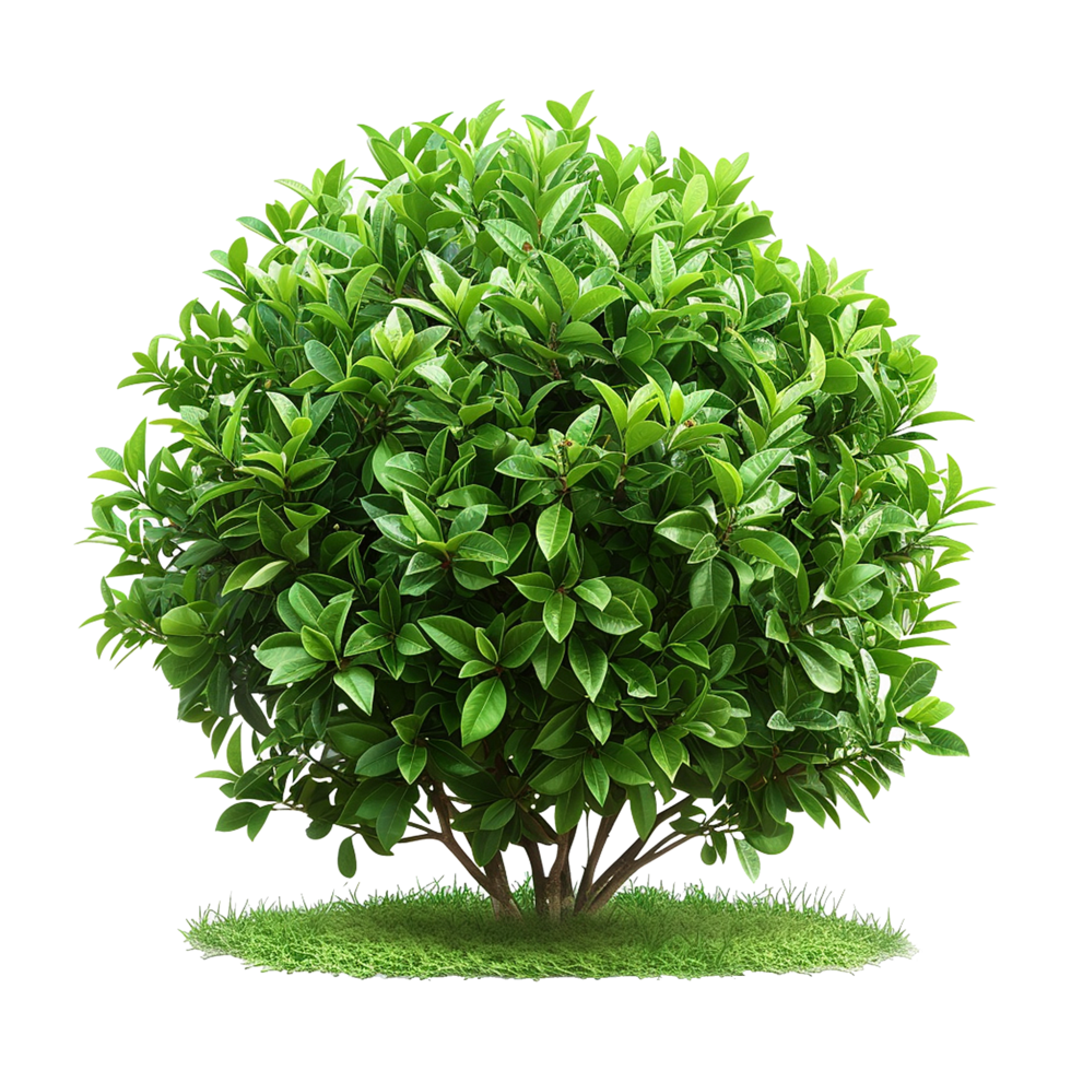 Green bush isolated on transparent background png