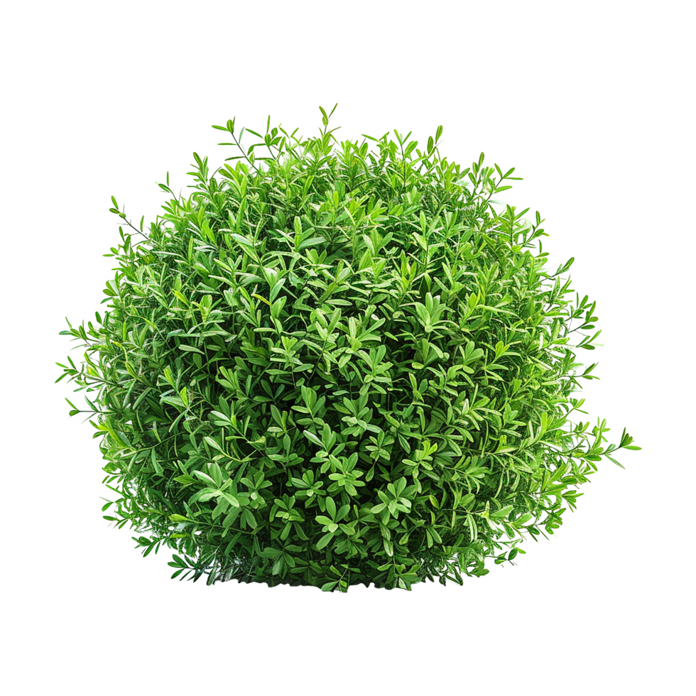 Green bush isolated on transparent background png
