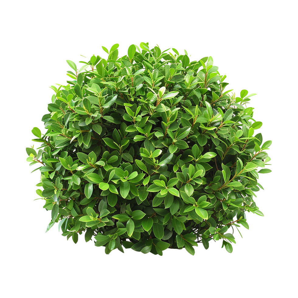 Green bush isolated on transparent background png