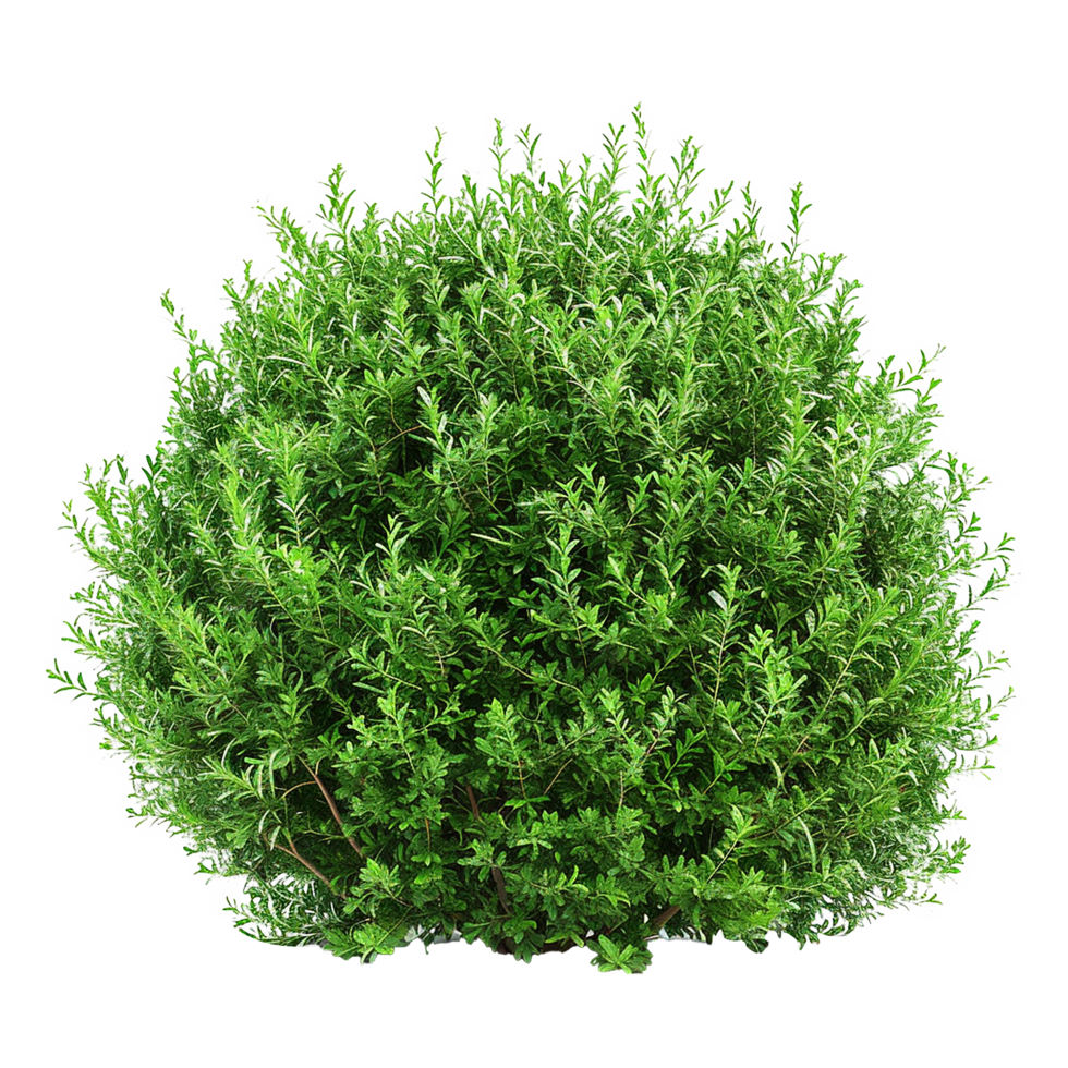 Green bush isolated on transparent background png
