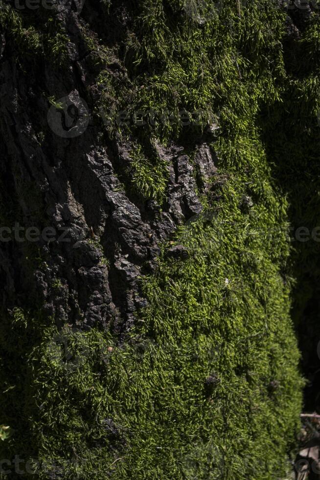 Green moss on a bark of tree. photo