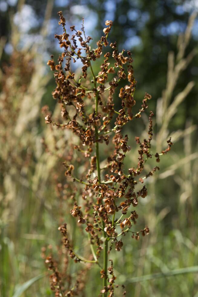 Dry wild plant macro shot. photo