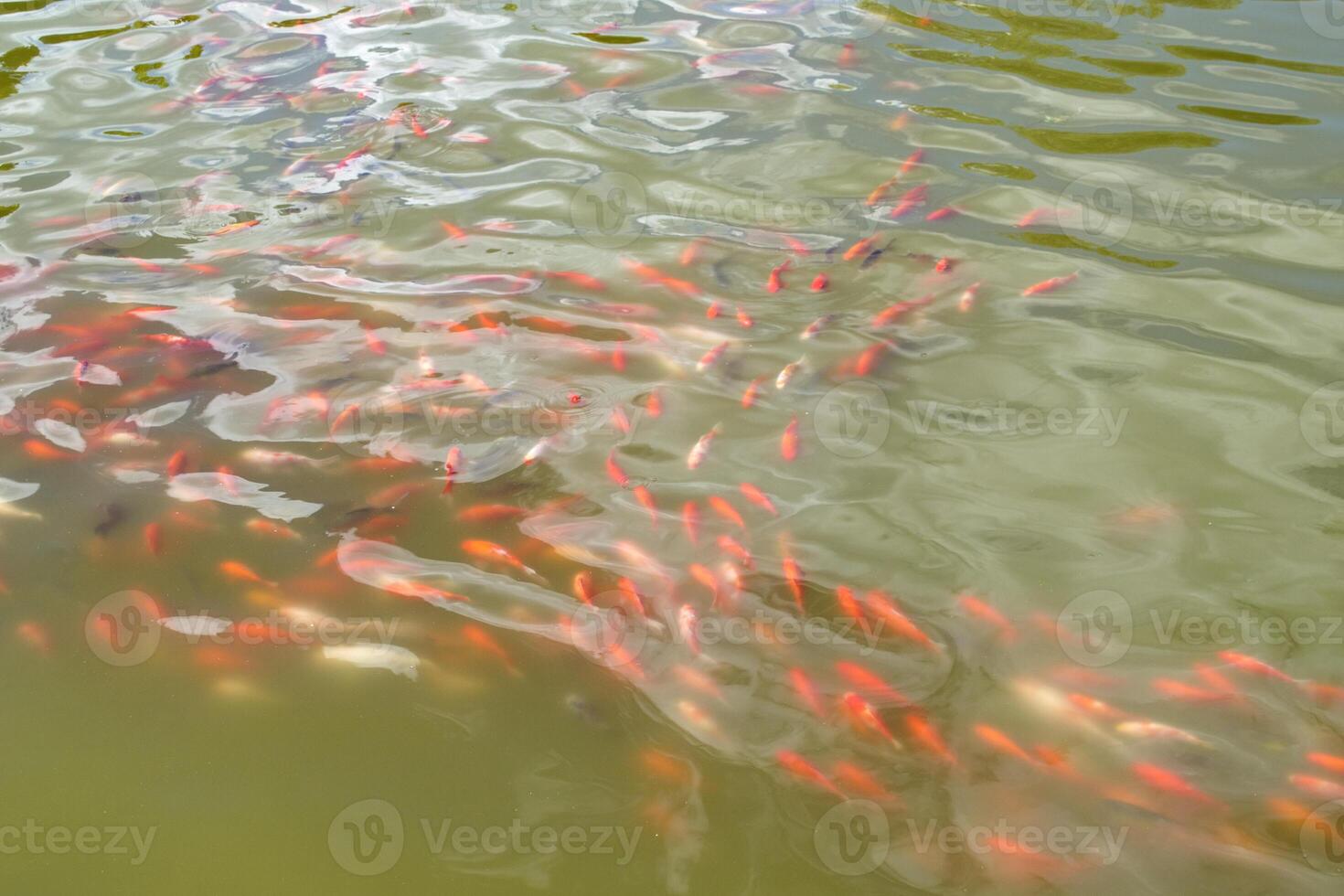 japonés koi pescado en estanque. foto