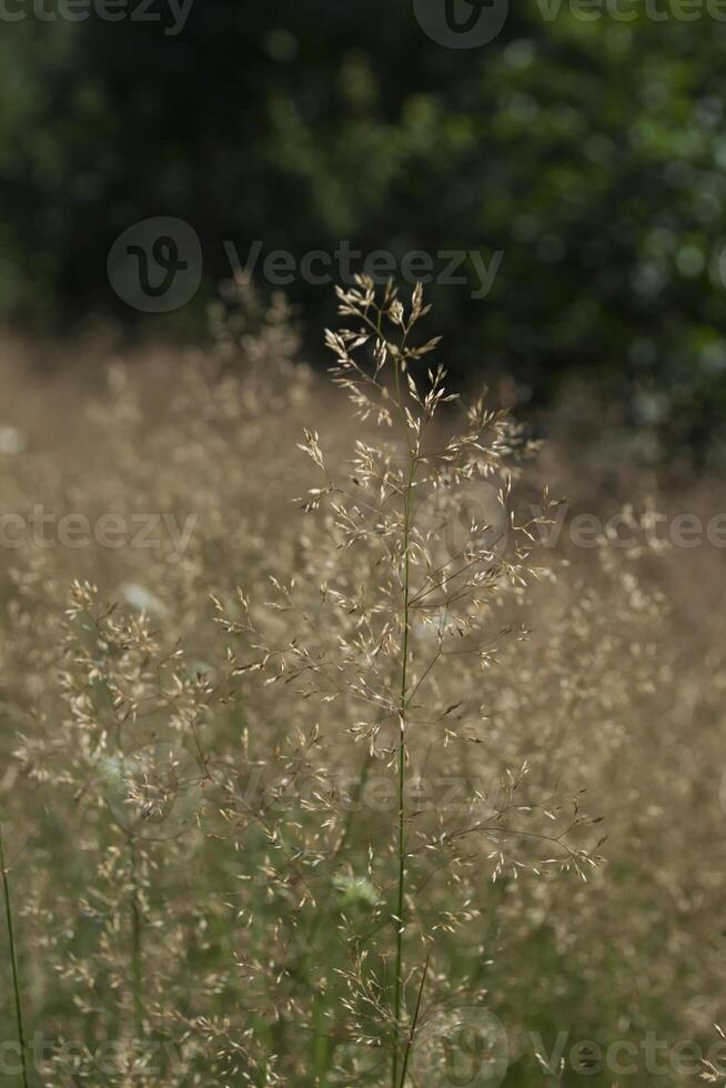 Panicum plant close up. Natural background. photo