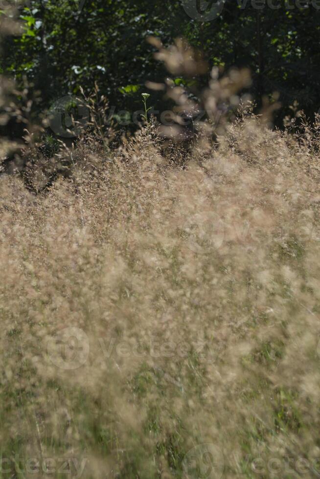 Panicum plant close up. Natural background. photo